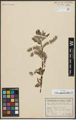 Foto von Salix appendiculata Vill.
